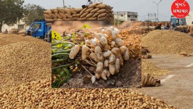 Kharif groundnut production in Gujarat estimated at 46.07 lakh tonnes