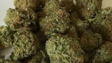 Marijuana worth Rs 40 crore seized at Mumbai airport