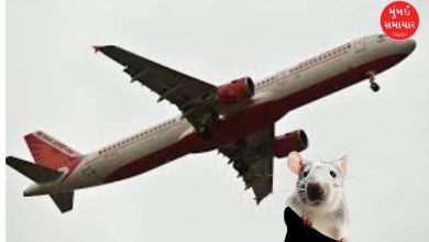 Rat enters flight from Kanpur to Delhi
