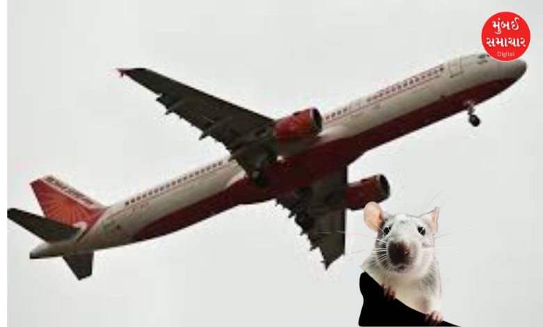 Rat enters flight from Kanpur to Delhi