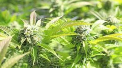 લીંબડીમાં ગાંજાનું વાવેતર કરનાર SOGના સકંજામાં: ૧.૮૪ લાખના ગાંજાના છોડ ઝડપાયા