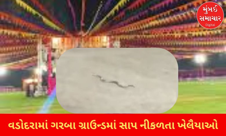 Snakes emerge from Garba ground in Vadodara, causing stampede among players