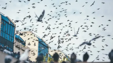 The pigeons left the staircase.