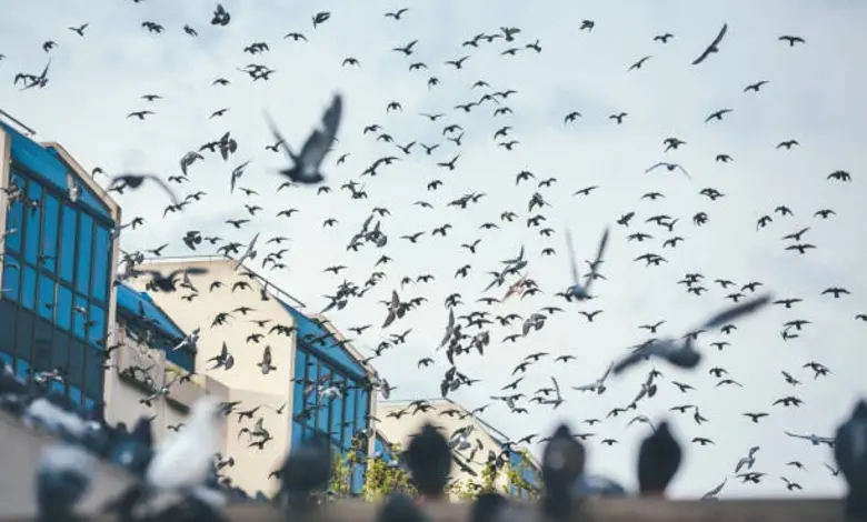 The pigeons left the staircase.