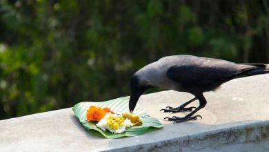 પિતૃપક્ષમાં ભૂલથી પણ આ વસ્તુઓનું સેવન ન કરવું, જાણો અગત્યના નિયમો