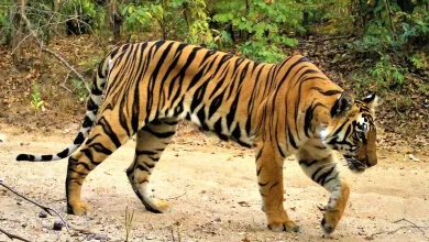 Tiger migration Maharashtra