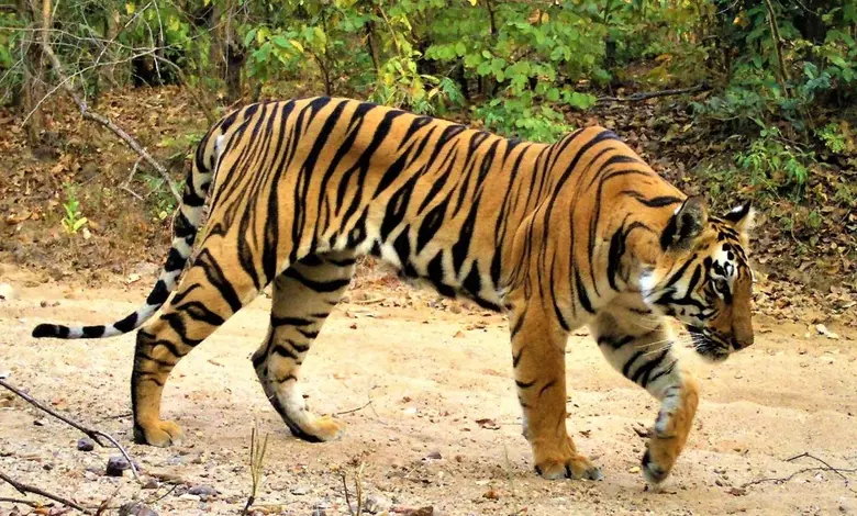 Tiger migration Maharashtra