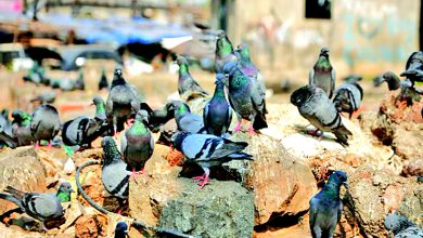 મોર્નિંગ મ્યૂસિંગ: કબૂતર જા જા... કબૂતરો હવે ચિઠ્ઠી નથી લાવતા... બીમારીઓ લાવે છે