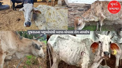Kharva-Movasa disease on the verge of extinction from Gujarat's cattle: More than 69.51 lakh cattle identified through ear tagging