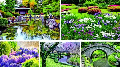 અરાઉન્ડ ધ વર્લ્ડઃ ટોક્યો ઇમ્પિરિયલ પેલેસની ખરી રોયલ્ટી તો છે ત્યાંનાં ફૂલો...