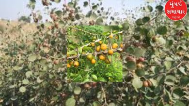 Kutch Chowk: The fork of the board is one vertical and one horizontal!