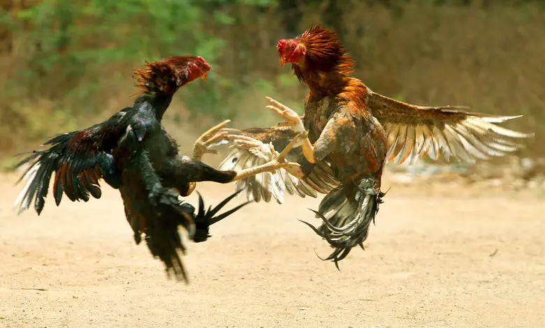 ગઢચિરોલીના જંગલમાં મરઘાંની લડાઈ