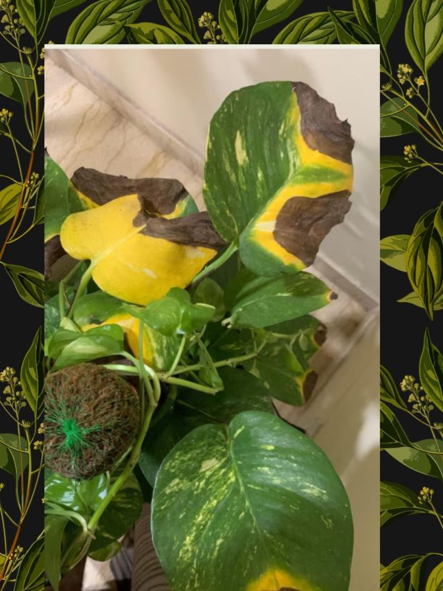 સૂકાયેલા મની પ્લાન્ટને દસ દિવસમાં કરવો છે લીલોછમ?