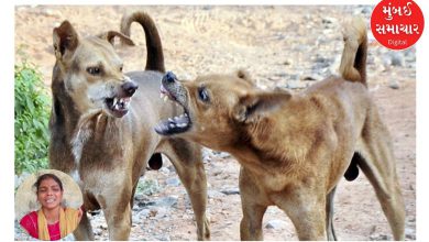 A 5-year-old girl was torn apart by a dog that came to the supermarket to eat bread, she had only been to her grandfather's house 4 days ago!