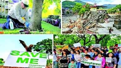 Close up: Listen to the tree and take care of it... It will prove to be the protector of our environment!