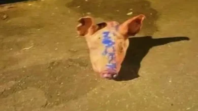 ફ્રાન્સમાં મસ્જિદની બહાર સુવરનું માથું મુકવામાં આવ્યું છે.