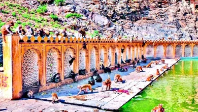 A historical temple famous as the temple of monkeys! galtaji temple