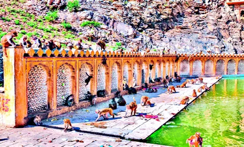 A historical temple famous as the temple of monkeys! galtaji temple