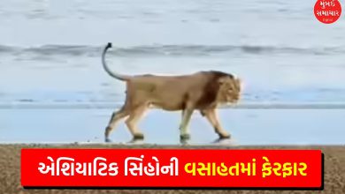 Gujarat's Coastal Areas Home to 134 Lions: Study