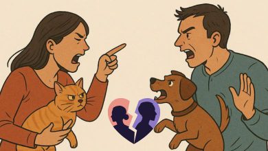 Couple Divorces Over Pet Dog and Cat