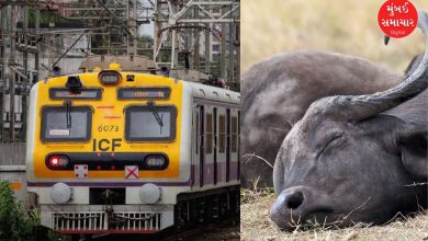 લોકલ ટ્રેન નીચે ભેંસ કપાઈ