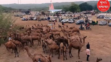Why have camels flocked to the temple of Bhed Mataji amidst the pouring rain?