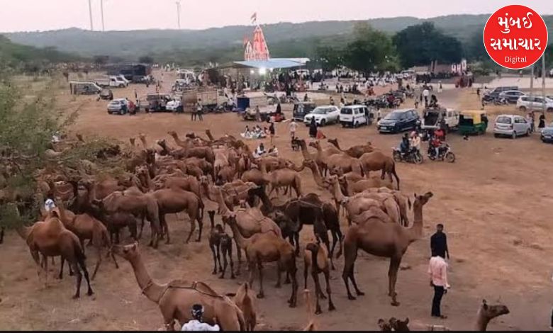 Why have camels flocked to the temple of Bhed Mataji amidst the pouring rain?