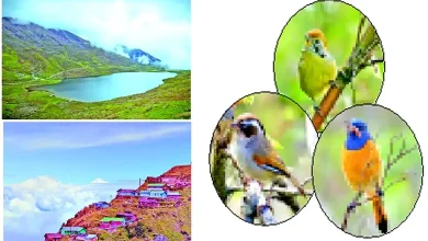 Travel Plus: A paradise between earth and sky - a free world of colorful birds!