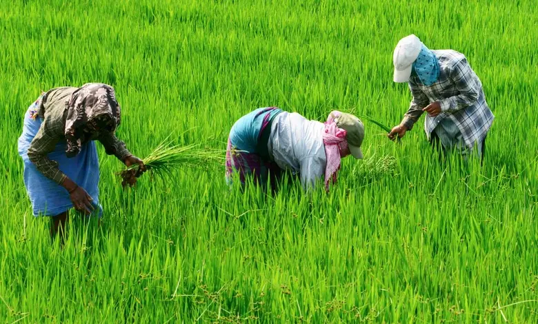 કમોસમી વરસાદથી પાક નુકસાન અટકાવવા ખેડૂતો માટે માર્ગદર્શિકા
