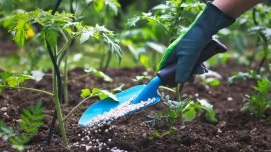 Availability of fertilizer in Rabi season