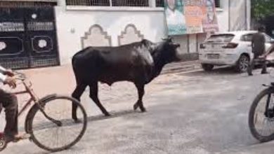 Cattle go wild due to rabies in Aligarh, 6 injured, 2 dead