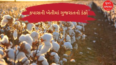 Cotton production in Gujarat