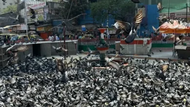 મુંબઈ મહાનગર પાલિકા કમિશનર ભૂષણ ગગરાણી સાથે જૈન સમાજના અગ્રણીઓની મુલાકાત: કબૂતરખાના માટે વૈકલ્પિક જગ્યાની માગણી