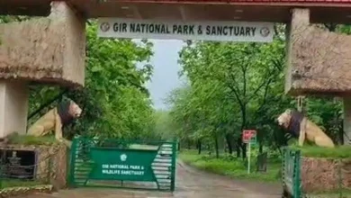 ગુજરાતના ગીર નેશનલ પાર્ક સહિત દેશના અનેક મોટા રાષ્ટ્રીય ઉદ્યાનોની સફારી ટિકિટો સત્તાવાર વેબસાઇટ્સનો દુરુપયોગ કરીને ઊંચા ભાવે વેચવાના