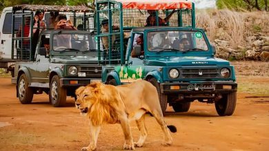 ગીરના સિંહોનું 'વેકેશન' પૂરું: પ્રવાસીઓ માટે નિર્ધારિત સમય કરતાં વહેલા ખુલ્લા ગીર અભ્યારણ્યના દરવાજા