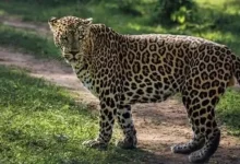 Girl dies in leopard attack