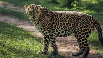 Girl dies in leopard attack