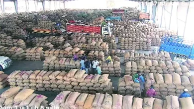 Gondal Yard Groundnut Price