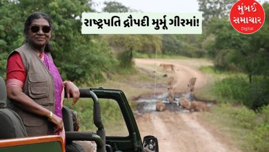 રાષ્ટ્રપતિ દ્રૌપદી મુર્મૂએ સાવજોને નિહાળ્યા! સીદી સમુદાય સાથે મુલાકાત કરી, 'પ્રકૃતિ-મિત્ર' જીવનશૈલીને બિરદાવી