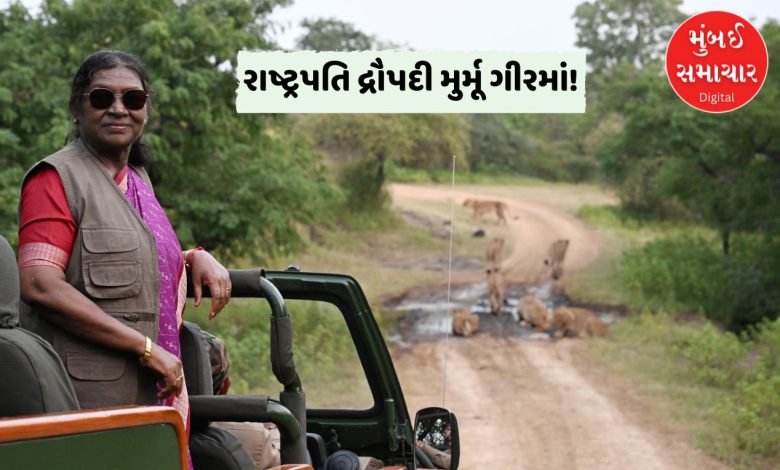 રાષ્ટ્રપતિ દ્રૌપદી મુર્મૂએ સાવજોને નિહાળ્યા! સીદી સમુદાય સાથે મુલાકાત કરી, 'પ્રકૃતિ-મિત્ર' જીવનશૈલીને બિરદાવી