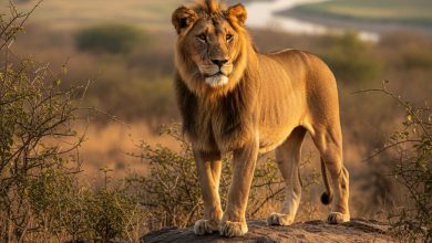 એશિયાઈ સિંહના સંવર્ધન અને ખેડૂતોના હિતમાં નિર્ણય,મંચાણ-મેડા અને પેરાપીટ વોલની સહાયમાં વધારો