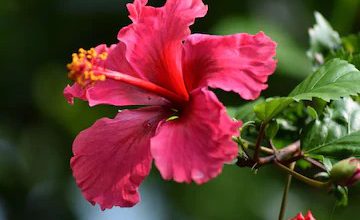 Flowers not blooming on Jasud plants? Use this homemade fertilizer, the effect will be visible in 15 days