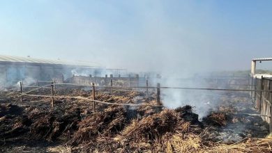 Hundreds of arson incidents in Kutch: Fire breaks out in cowshed due to firecrackers, 900 maunds of fodder consumed