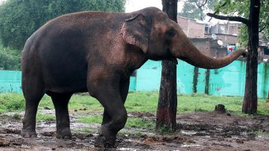 ઇન્દિરા ગાંધીને માળા પહેરાવનાર ઈન્દોરનો હાથી 'મોતી' વિવાદમાં: ગુજરાતના 'વનતારા'માં મોકલવા સામે વિરોધ