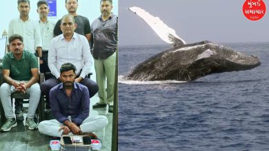 Rs 49.80 Lakh Worth Whale Vomit Seized