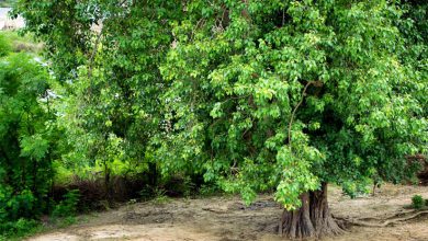 Do you know why Peepal trees are worshipped in Hinduism? This is not just a religious reason, it is also a scientific one.