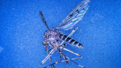 Three mosquitoes are creating a stir in one country, even scientists are worried...