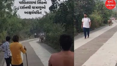 'King of Gir' reaches Palitana hill, pilgrims are shocked to see Dalamattha; VIDEO goes viral