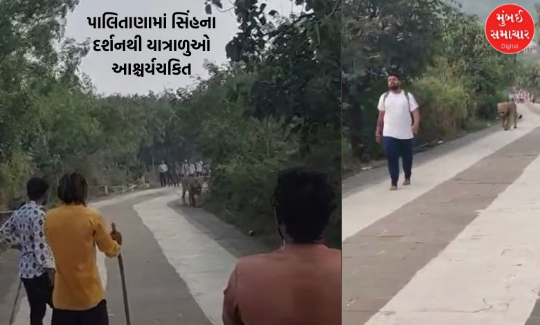 'King of Gir' reaches Palitana hill, pilgrims are shocked to see Dalamattha; VIDEO goes viral