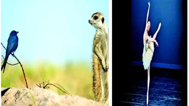 Take care of your tongue: Language: It drives away fear, satisfies hunger.